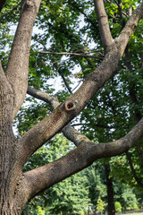 Fototapeta premium An old large tree branch. Oak grows in the forest, a powerful big trunk with branches and a hollow