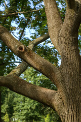 An old large tree branch. Oak grows in the forest, a powerful big trunk with branches and a hollow
