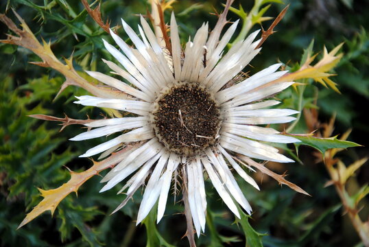 Close up of white flower head of a stemless silver thistle (Carlina acaulis)