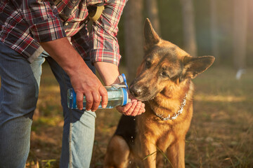 German shepherd pup drinking water given by his owner