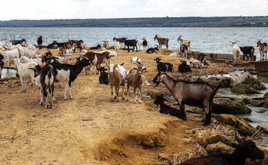 Obraz premium A herd of goats is saved from the heat on the spit of the lake shore. Farm animals, goats on the burnt bank of the lake before the rain. A farm of a herd of goats on the river bank
