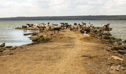 Fototapeta na wymiar A herd of goats is saved from the heat on the spit of the lake shore. Farm animals, goats on the burnt bank of the lake before the rain. A farm of a herd of goats on the river bank