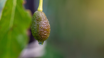 A drop of water drains over a avocado on tree , a macro shot. Green vegetable extreme close-up. Vegan Diet, Healthy garden Lifestyle