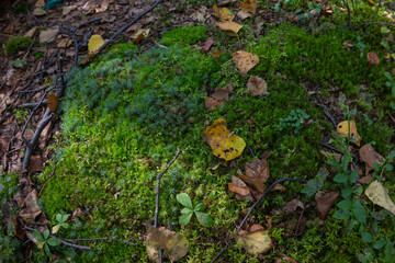 Green moss texture on which yellow leaves lie