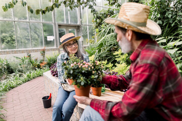 Gardening and replanting concept. Happy satisfied senior gray haired lady and handsome bearded man, gardeners in straw hats, talking each other about decorative seedlings in flowerpots in greenhouse