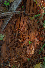Old rotten pine wood from which the shamrock grows. Background or texture. Wood rot-original natural wood texture. Close up plank wood table floor with natural pattern texture.