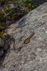 Folk musical instrument jew's harp on the stone
One of the most important traditional instruments of the Yakuts, used by shamans in the past