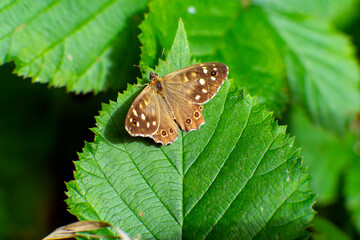 butterfly on leaf