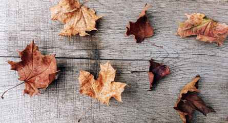 Autumn composition of dry leaves on an old Board