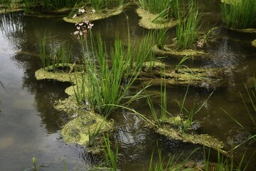 pond in the forest