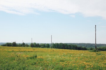 Fototapeta na wymiar field of yellow flowers