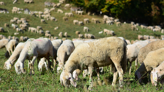 greggi di pecore sulle montagne del Bellunese in Italia