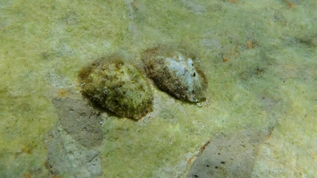 Two sea snails European China limpet sitting on the rock. Underwater shots. Adriatic Sea, Montenegro, Europe  