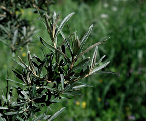 Succulent branch of young spring bush of sea buckthorn against green grass meadow