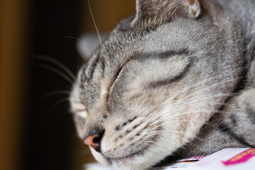 可愛い寝顔　　サバトラ猫