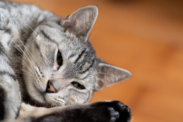 眠そうな猫　　サバトラ猫