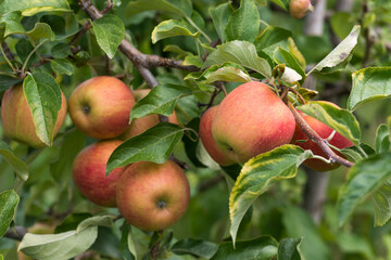 Délicieuses pommes