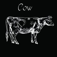 Cow animal outline chalk vector isolated design elements on black background. Concept for menu cards, print, logo