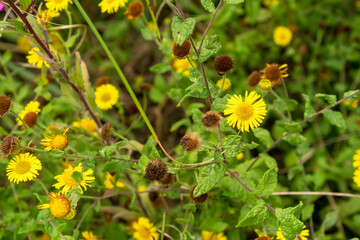 Small yellow flowers with green foliage and stems