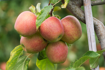 Obraz premium Belles pommes appétissantes 