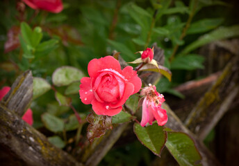Beautiful pink roses after rain, covered with raindrops