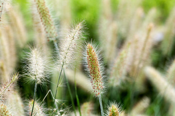 Obraz premium Dry yellow and green spikelets, green grass in the background. Panicle of tufted perennial grass common in lowland British grassland including verges and meadows