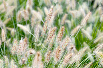 Dry yellow and green spikelets, green grass in the background. Panicle of tufted perennial grass common in lowland British grassland including verges and meadows
