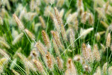 Dry yellow and green spikelets, green grass in the background. Panicle of tufted perennial grass common in lowland British grassland including verges and meadows