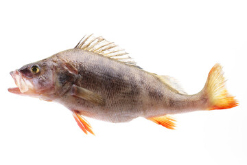 Perch fish on white background