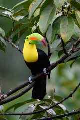 Ramphastos sulfuratus, Keel-billed toucan The bird is perched on the branch in nice wildlife natural environment of Costa Rica