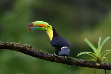 Papier Peint photo Autocollant Toucan Ramphastos sulfuratus, Keel-billed toucan The bird is perched on the branch in nice wildlife natural environment of Costa Rica