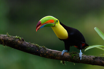 Ramphastos sulfuratus, Keel-billed toucan The bird is perched on the branch in nice wildlife natural environment of Costa Rica