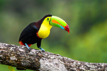 Ramphastos sulfuratus, Keel-billed toucan The bird is perched on the branch in nice wildlife natural environment of Costa Rica