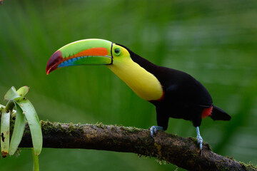 Obraz premium Ramphastos sulfuratus, Keel-billed toucan The bird is perched on the branch in nice wildlife natural environment of Costa Rica