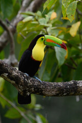 Ramphastos sulfuratus, Keel-billed toucan The bird is perched on the branch in nice wildlife natural environment of Costa Rica