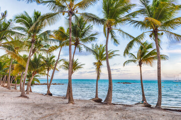 Anse Chamapgne beach in Guadeloupe