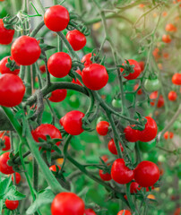 Ripe (fresh) red tomatoes on branches in an organic greenhouse garden (greenhouse) for harvesting. Close up. selective focus