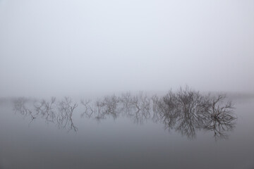 Fluvial tables in the natural park of 'Las Tablas de Daimiel' surrounded by fog. Reflection of a big branch in the water at dusk in Ciudad Real, Spain.