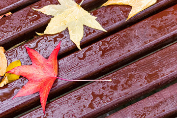 Multi-colored maple leaves on a wet bench after rain close-up. A wooden seat with a wilted leaf in an autumn city park, dry yellow and red foliage. Fall season mood natural background, copy space.