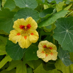 nasturtium flowers and leaves
