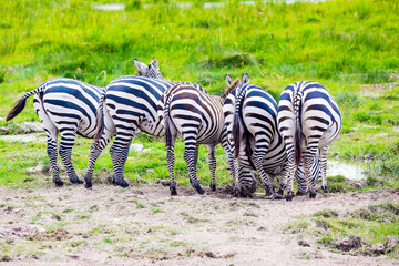 Zebras graze in Amboseli park