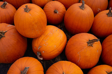 Pile of big orange Halloween pumpkins stacked on the ground during october in Pennsylvania, Usa