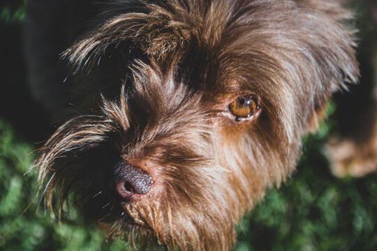 Cari&ntilde;o animal 