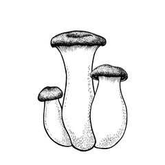 Vector drawing of king trumpet mushrooms black and white graphics, big mushroom, lamellar mushrooms, gourmet cuisine, vegetarian, autumn mushrooms isolated on white background for print, cookbook