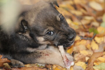 black and white puppy