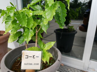 コーヒー