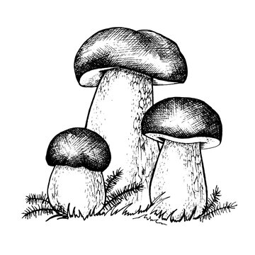 Vector drawing of boletus mushrooms black white graphics, big white mushroom, spongy mushroom, gourmet cuisine, vegetarian, autumn mushrooms isolated on white background for printing, cookbook, logo.