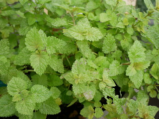 ミント(ハーブ)