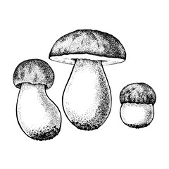 Vector drawing of boletus mushrooms black white graphics, big white mushroom, spongy mushroom, gourmet cuisine, vegetarian, autumn mushrooms isolated on white background for printing, cookbook, logo.