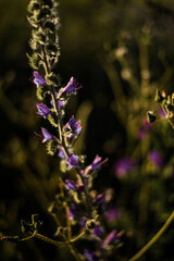 Obraz premium Wildflowers in bloom, fields in spring, various colors: yellow, purple... Beautiful light